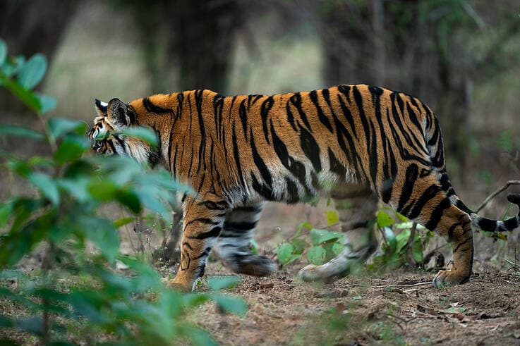 Tiger news in Garhwa : गढ़वा के जंगलों में बाघ की दहशत, मवेशी को मार डाला, वन विभाग से अलर्ट जारी