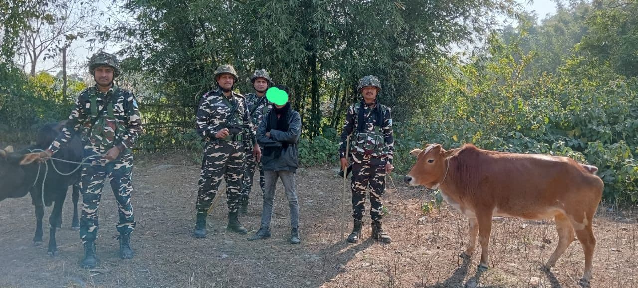 पशु तस्कर से एसएसबी ने दो गायों को कराया मुक्त
