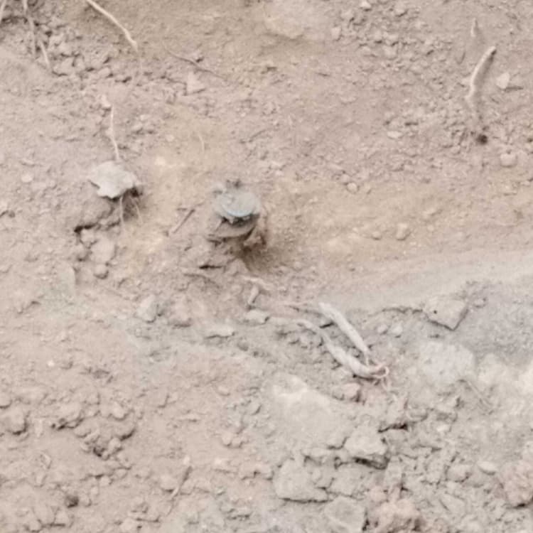 Chaibasa News : सर्च अभियान में तीन किलो का आइइडी बरामद