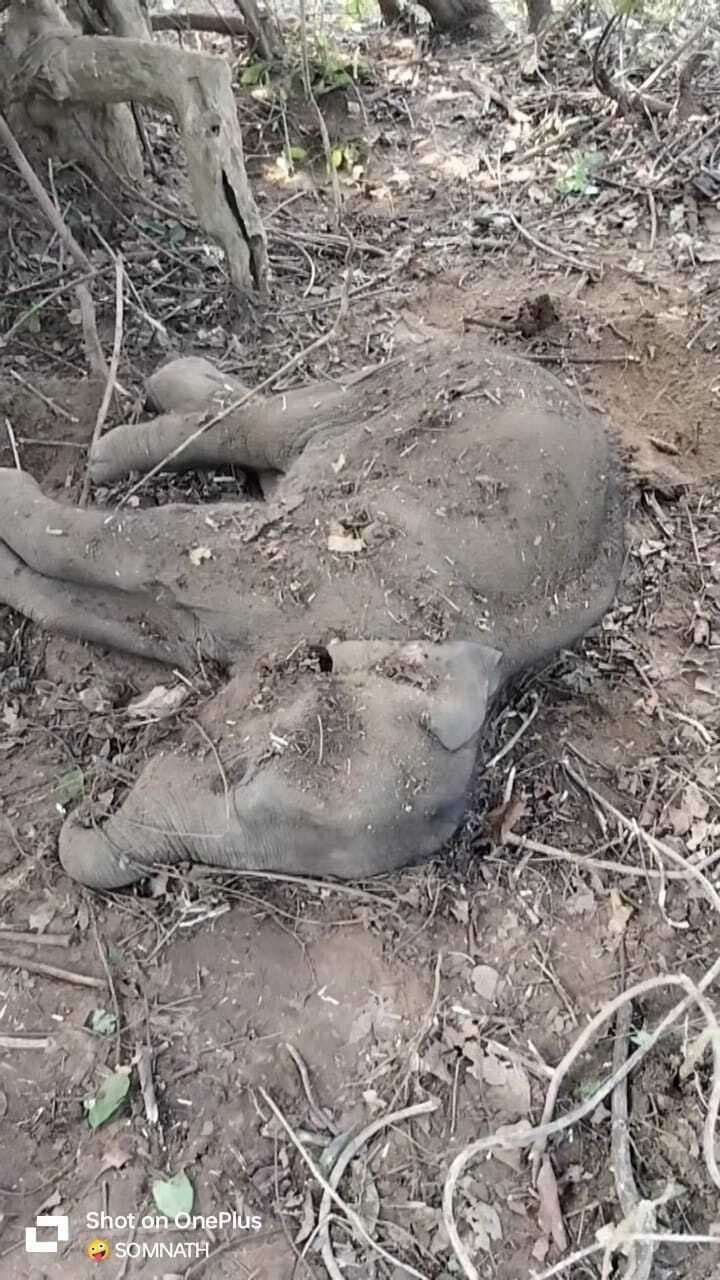 Video: झारखंड में सर्दी का सितम, ठंड से हाथी का बच्चा हुआ बेहोश, वन विभाग की टीम ने ऐसे की मदद