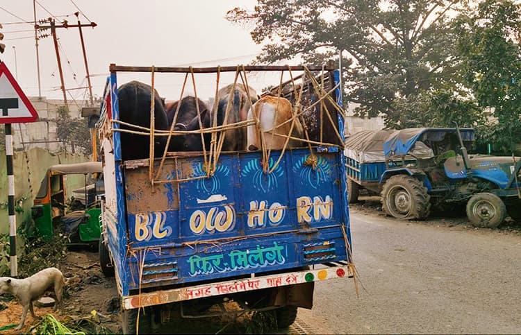 चार मवेशियों के साथ पकड़ाये पिकअप पर खूब हुआ ड्रामा