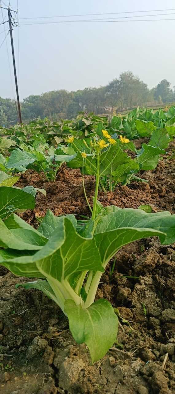 बोक-चॉय को उगा आत्मनिर्भर बनी संगीता