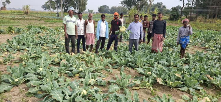 Giridih News :झुलसा रोग से फसल बर्बाद होने की आशंका, कीमत भी घटी