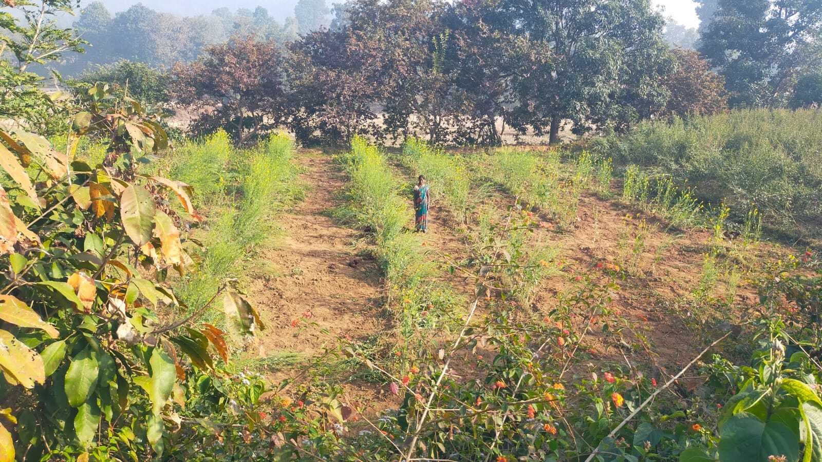 Bokaro News : झुमरा पहाड़ गांव में हाथियों का उत्पात