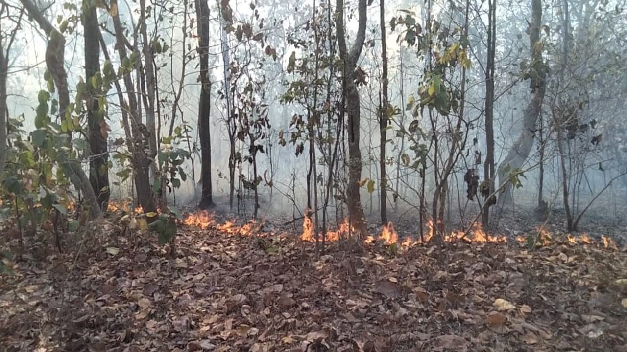 Ranchi news : जंगल में आग रोकने के लिए बनी रणनीति, लोगों को किया जायेगा जागरूक