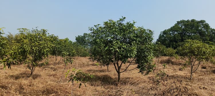 Dhanbad News : कमीशन नहीं दिया तो मस्टर रोल किया शून्य, मजदूरी के लिए चक्कर लगा रहे मनरेगा मजदूर