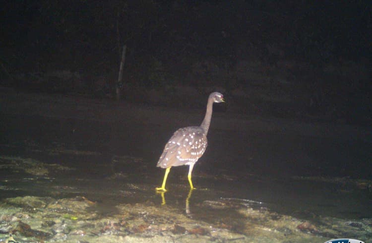 वाल्मीकि टाइगर रिजर्व के जंगल में दिखा व्हाइट इयर नाइट हेरॉन