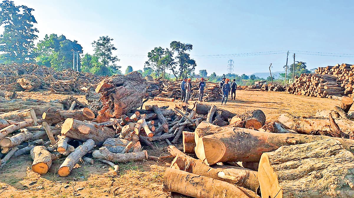 Latehar Crime News : चंदवा में सड़क निर्माण कंपनी के लकड़ी डंप यार्ड पर फायरिंग