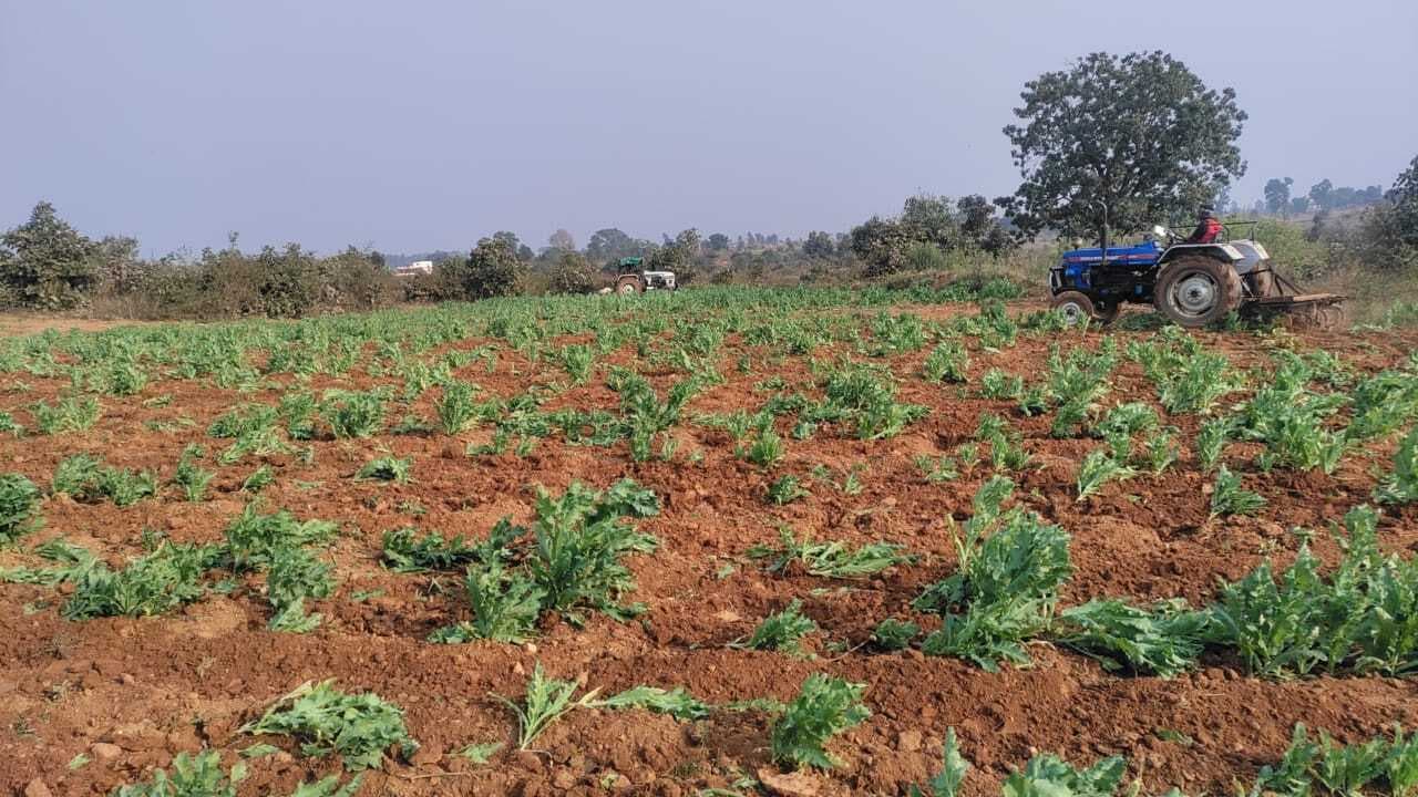 अवैध रूप से हो रही पोस्ते की खेती को ट्रैक्टर से रौंदा