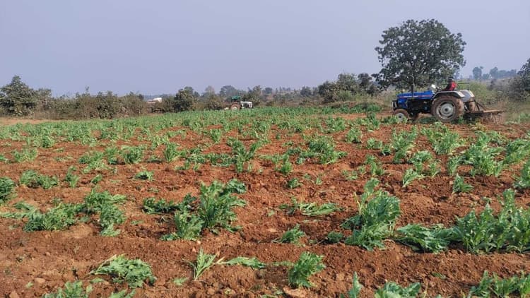 अवैध रूप से हो रही पोस्ते की खेती को ट्रैक्टर से रौंदा