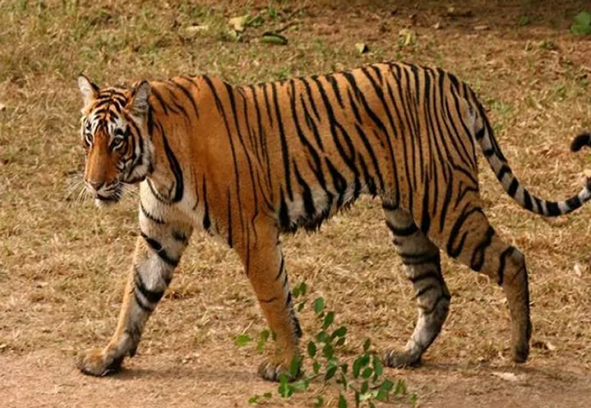 Jamshedpur News : बाघ के बंगाल सीमा पार करने की पुष्टि, कैमरे हटाये गये
