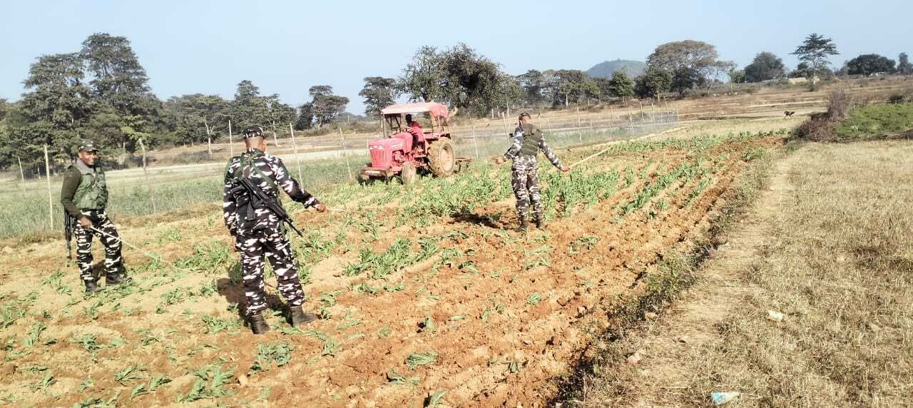 पुलिस ने 31 एकड़ में अफीम खेती की नष्ट की