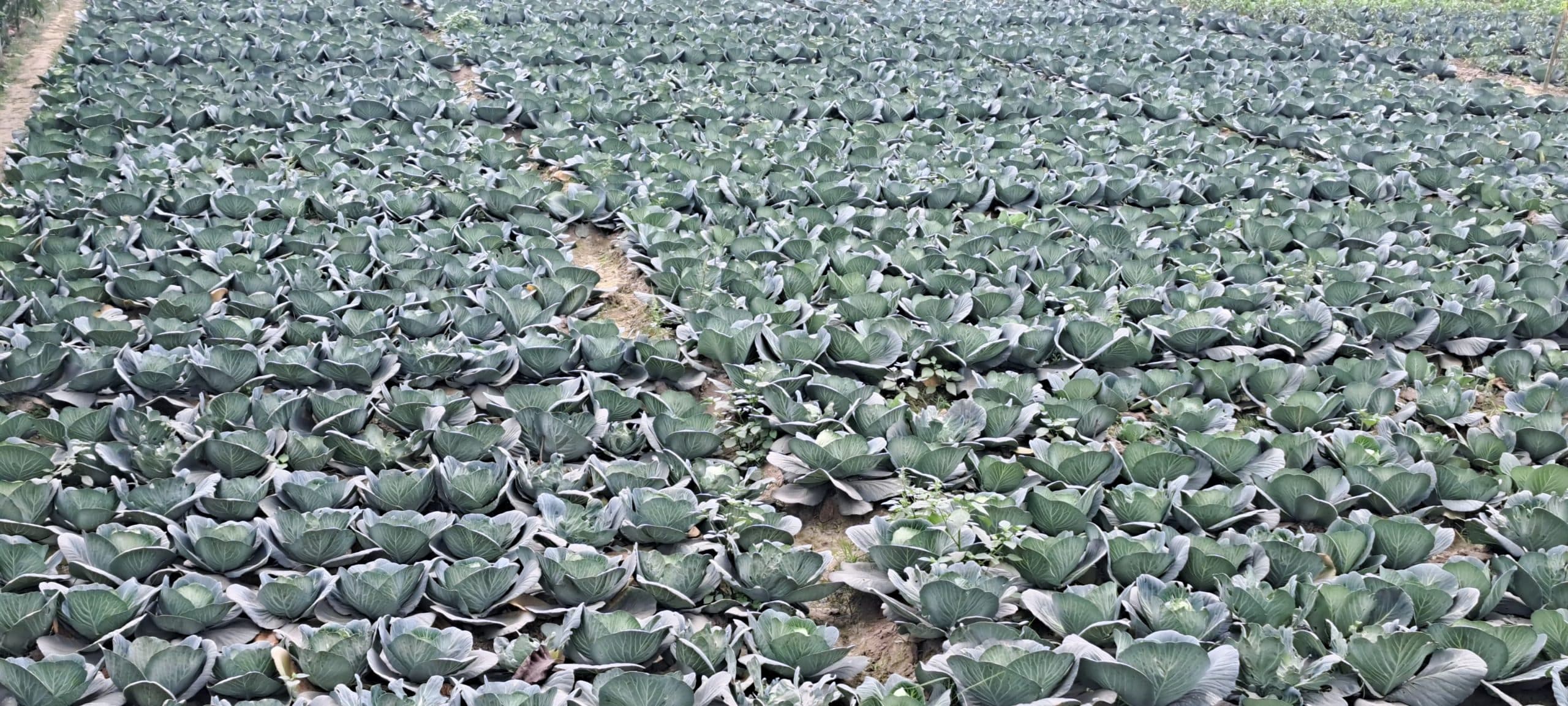 बहरखाल में सब्जी की खेती कर किसान हो रहे समृद्ध