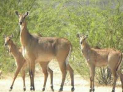 Ranchi news : पीटीआर में रखी जा सकती है नील गाय, वन विभाग डब्ल्यूएलआइ से करा रहा अध्ययन