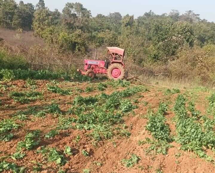 पोस्ते की खेती को पुलिस ने किया नष्ट