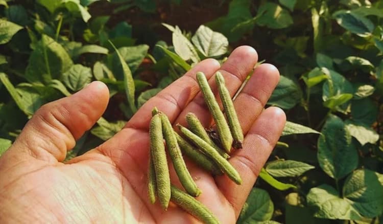 बिहार में किसानों को मिलेगा इस फसल के लिए विशेष अनुदान, इतने क्विंटल बीज का होगा वितरण