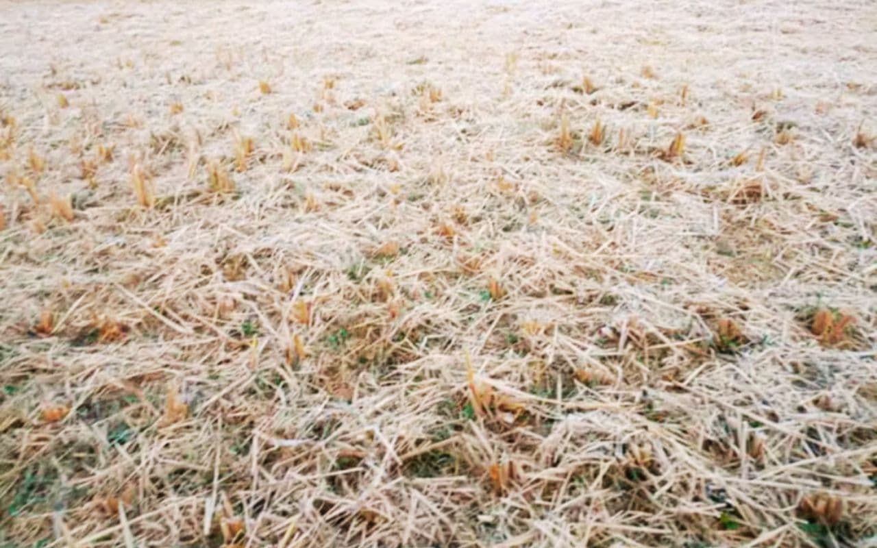 पहाड़ से आ रही हवाओं ने झारखंड में बढ़ाई कनकनी, मैक्लुस्कीगंज का पारा 1.5 डिग्री, 4 दिन और सताएगी ठंड