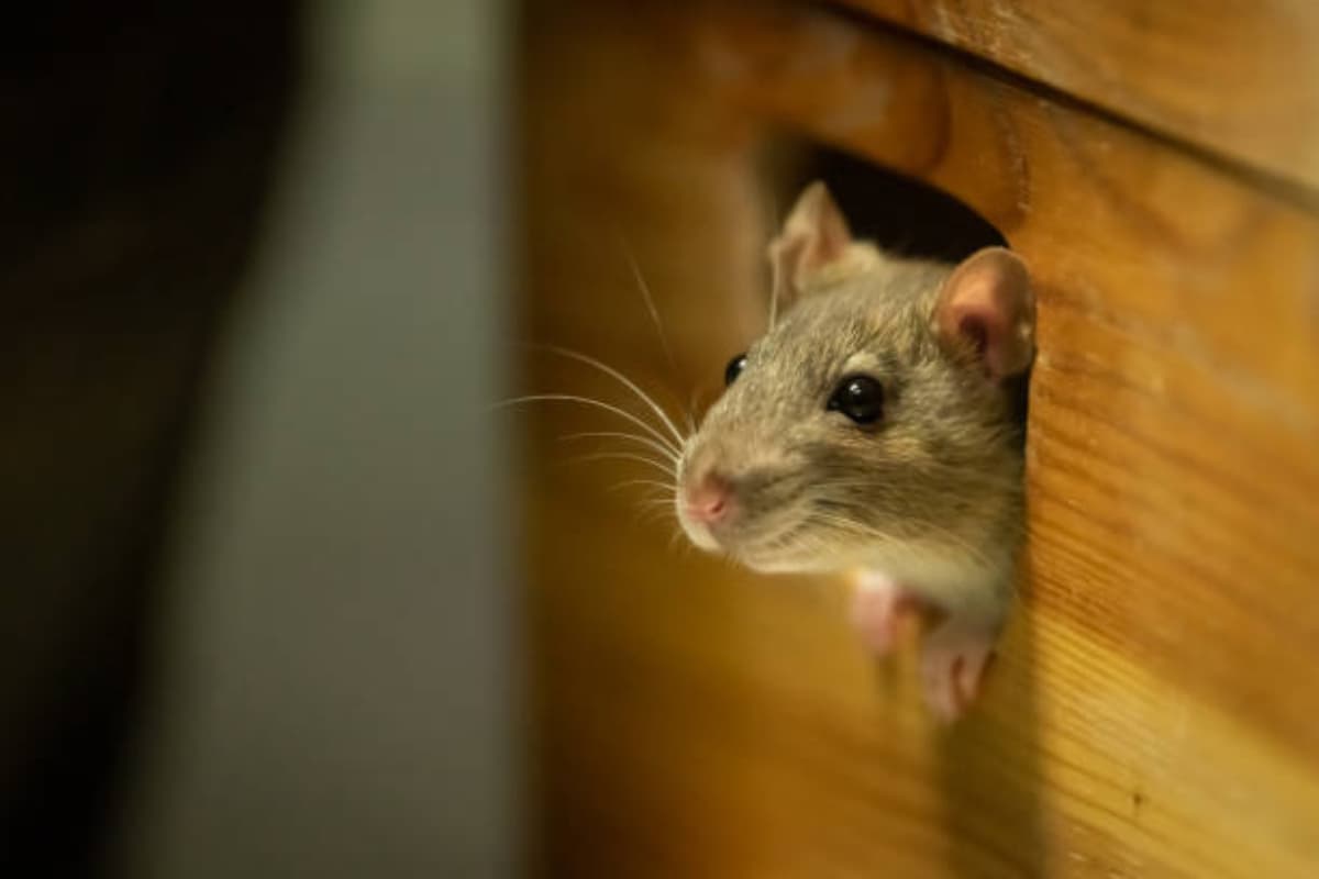 Mouse Repellent: घर पर अब नहीं बचेंगे एक भी चूहे, छुटकारा पाने के लिए इस्तेमाल करें ये चीजें