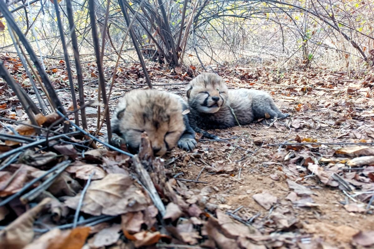Cheetah Cubs Video: कूनो में गूंजी किलकारी, चीता वीरा ने दिया दो शावकों को जन्म, देखिए नन्हें मेहमान का वीडियो Cheetah Cubs Video: कूनो में गूंजी किलकारी, चीता वीरा ने दिया दो शावकों को जन्म, देखिए नन्हें मेहमान का वीडियो