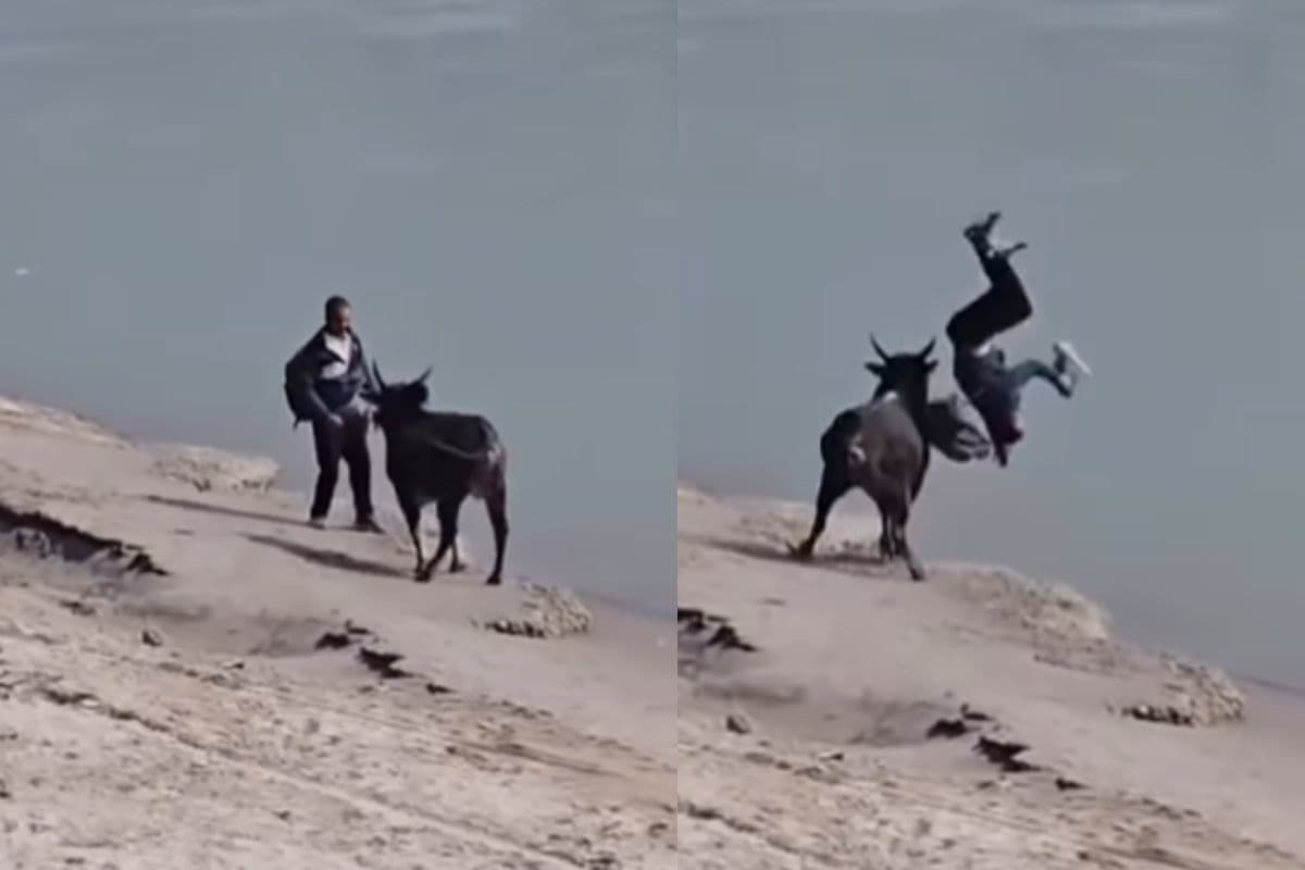 Viral Video: नेकी कर…हवा में उड़! नदी में गिर, देखें वीडियो