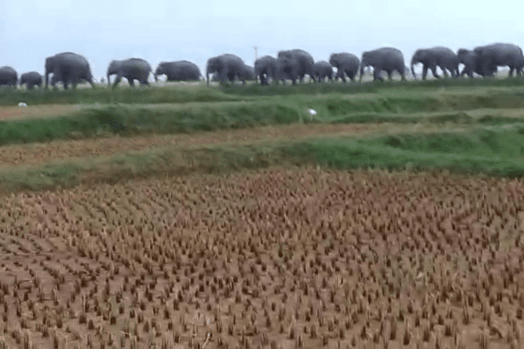 Bokaro News: जंगली हाथियों से बचाव के लिए वन विभाग ने लॉन्च किया ये मोबाइल ऐप, ऐसे मिलेगी जानकारी