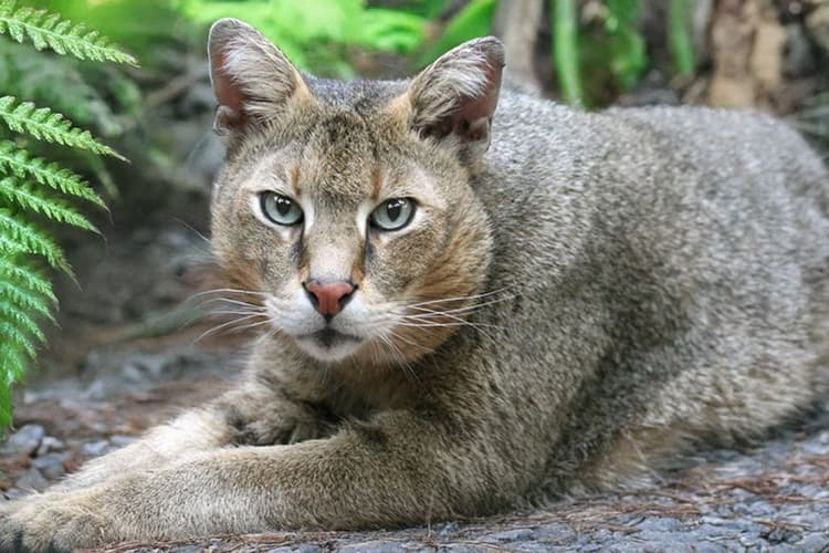 सीतामढ़ी: तेंदुआ का नहीं, जंगली बिल्ली का निकला पगमार्क, वीटीआर ने की पुष्टि