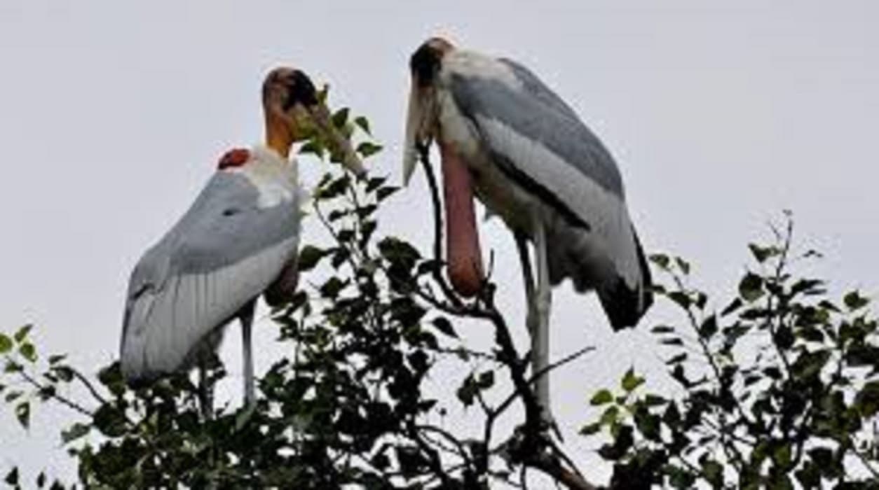 Water Bird Census: बिहार में कम आ रहे मेहमान, पटना में इस साल महज 137 प्रवासी पक्षी ही मिले