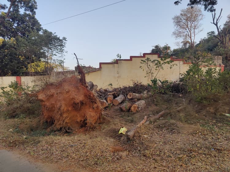 चित्तरंजन में पेड़ों की कटाई से पर्यावरण को खतरा