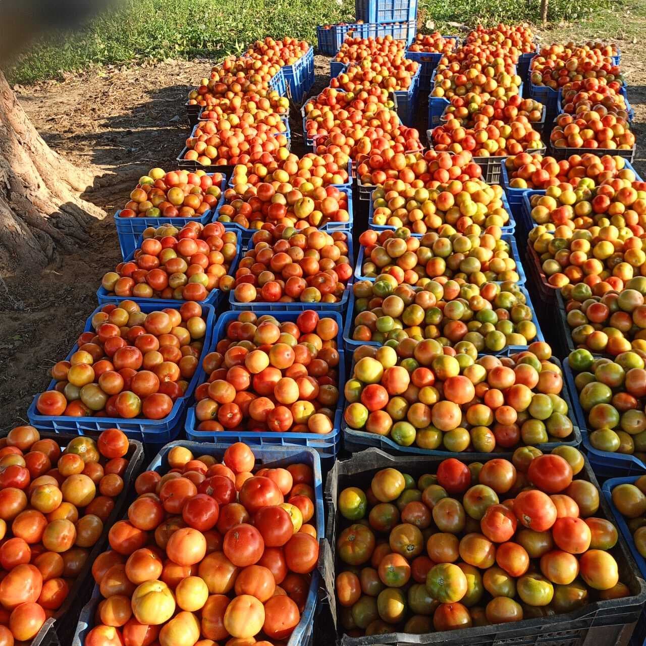 टमाटर की लाली से पीले हो रहे किसान