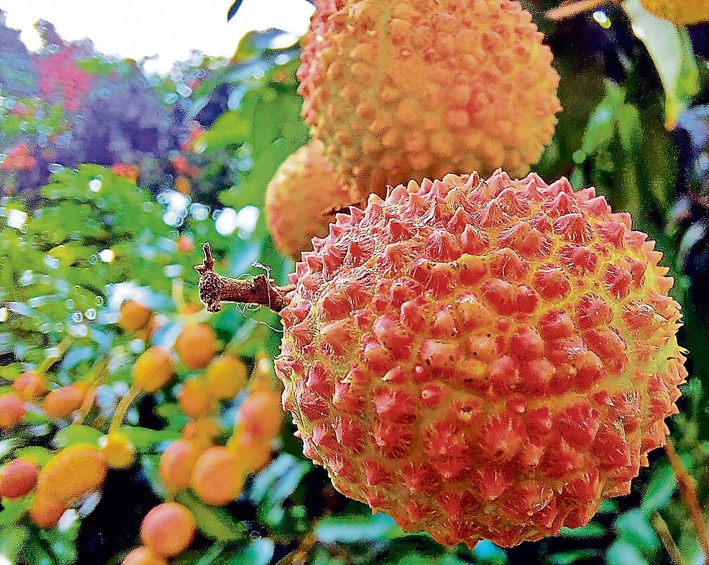 अब विदेशों में जायेगा मुजफ्फरपुर के लीची का रसगुल्ला व जूस