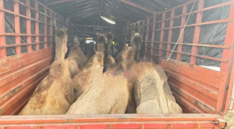 ट्रक में ठूंस-ठूंस कर ले जा रहे थे 12 ऊंट, रस्सी से बंधे थे मुंह व पैर, तीन तस्कर गिरफ्तार