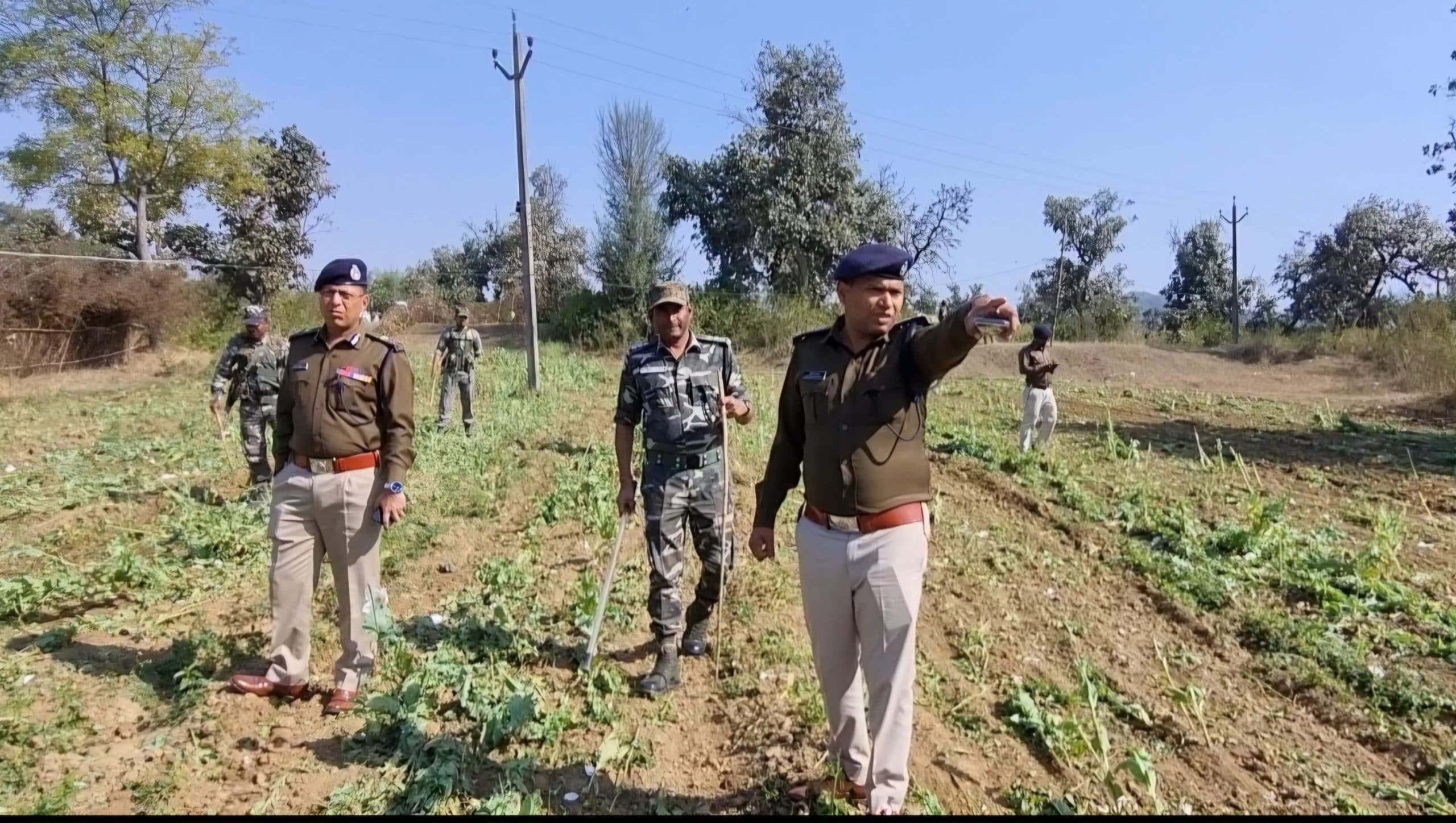 पुलिस जवानों ने ट्रैक्टर से अफीम की खेती नष्ट की