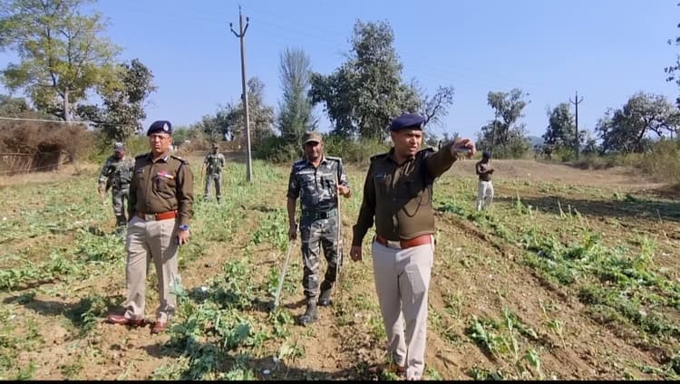 पुलिस जवानों ने ट्रैक्टर से अफीम की खेती नष्ट की