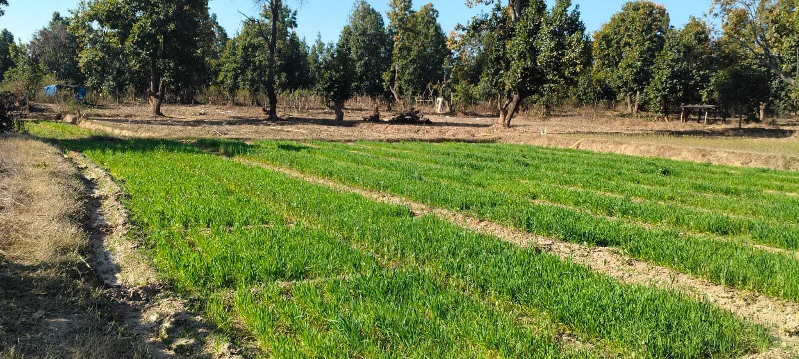 रात के अंधेरे में गेहूं की फसल बर्बाद कर रहा नीलगायों का झुंड, किसान परेशान