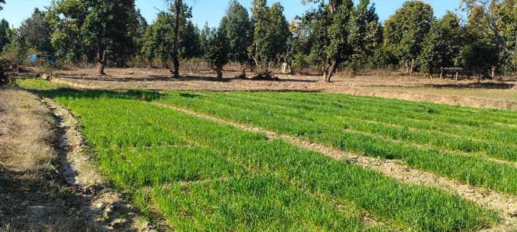 रात के अंधेरे में गेहूं की फसल बर्बाद कर रहा नीलगायों का झुंड, किसान परेशान