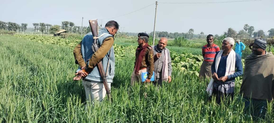 सरायरंजन के झखरा में चोरों ने चुरायी ओल की फसल