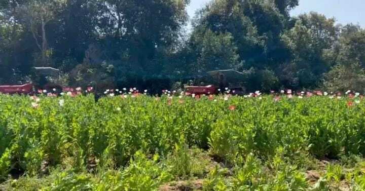 पोस्ते की खेती बनी लातेहार पुलिस के लिए सिरदर्द