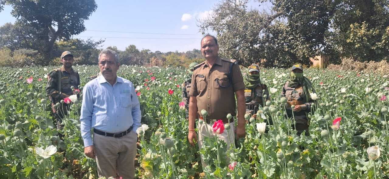 चंदवा में पोस्ते की खेती के खिलाफ नौ पर प्राथमिकी