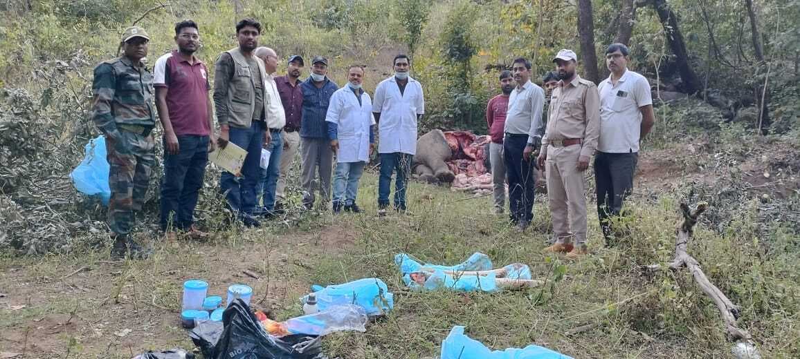 पीटीआर में हाथी की मौत, जांच में जुटा वन विभाग