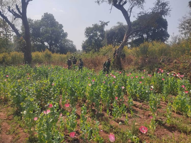 तोरार व बसडीहा में पोस्ते की खेती को किया नष्ट