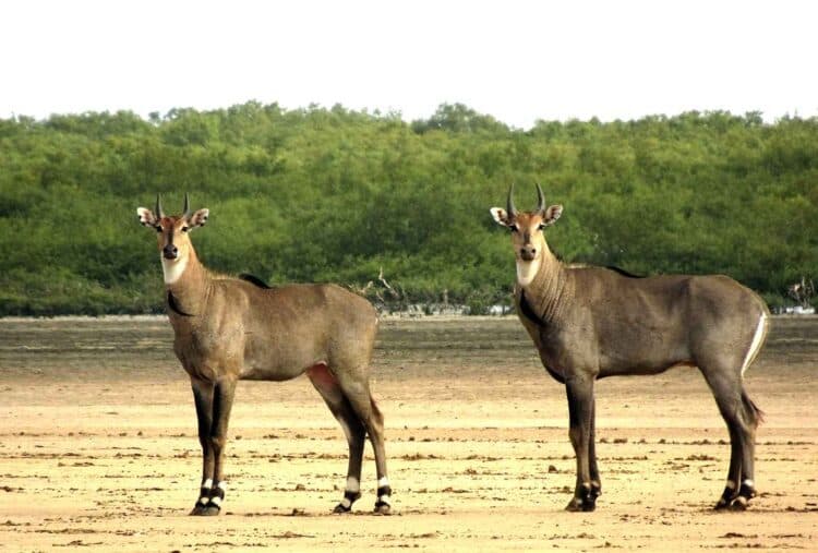 1000 नीलगाय को महुआडांड़ जंगल में छोड़ने का निर्णय