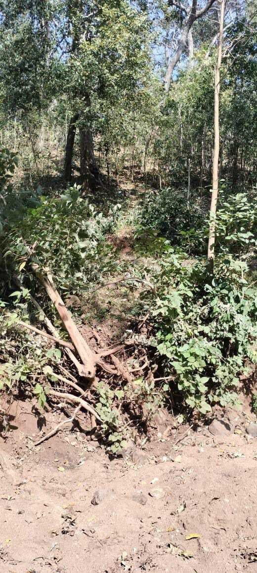 पलामू टाइगर रिजर्व में भिड़े दो गजराज, एक की मौत