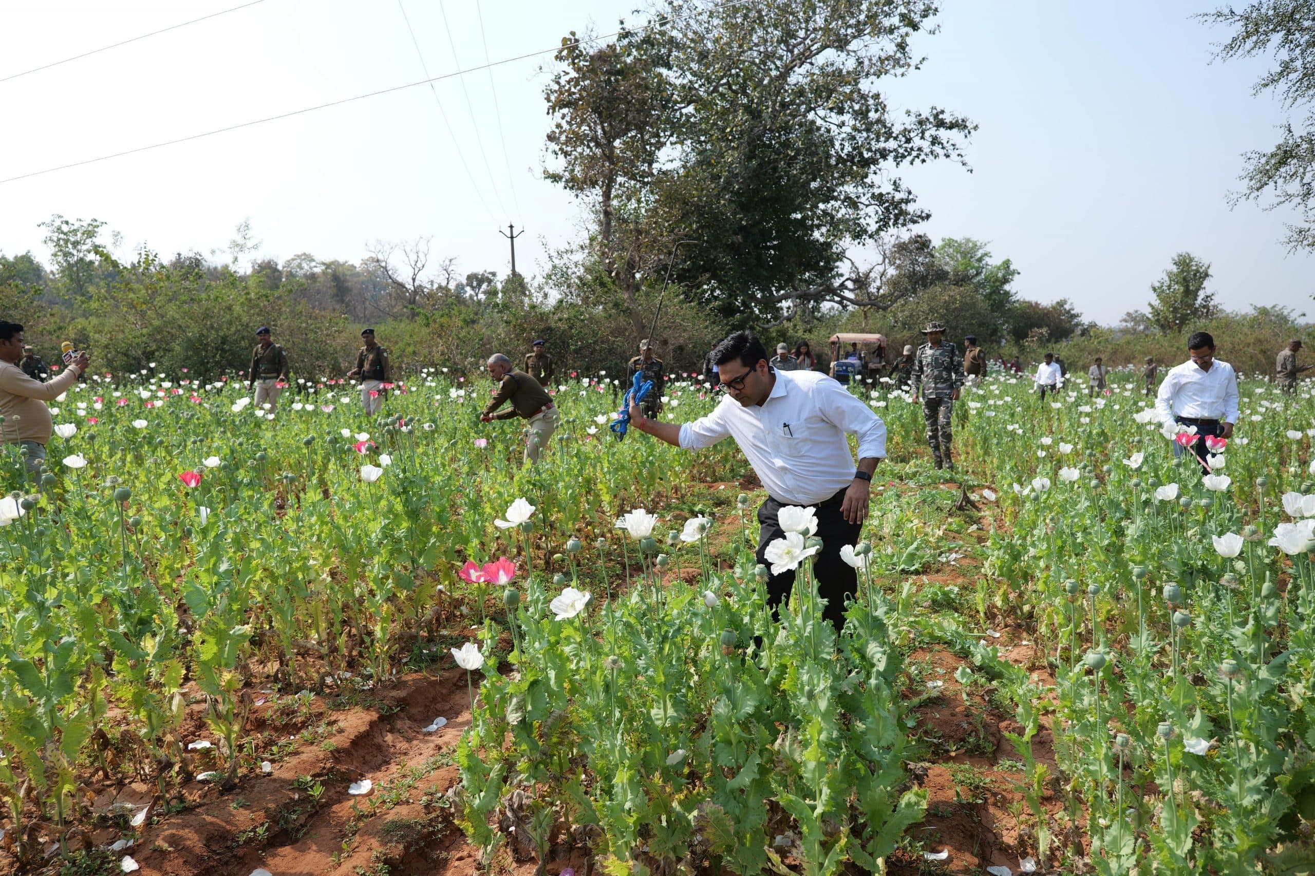 Chaibasa News : अफीम की खेती की जगह पारंपरिक खेती करें किसान : उपायुक्त