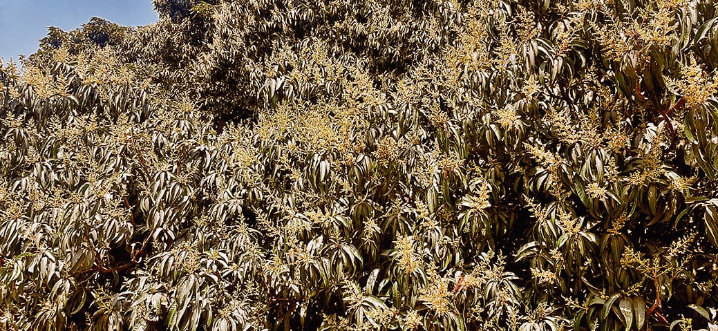 Hajipur News : फिजाओं में फैलने लगी आम के मंजर की खुशबू