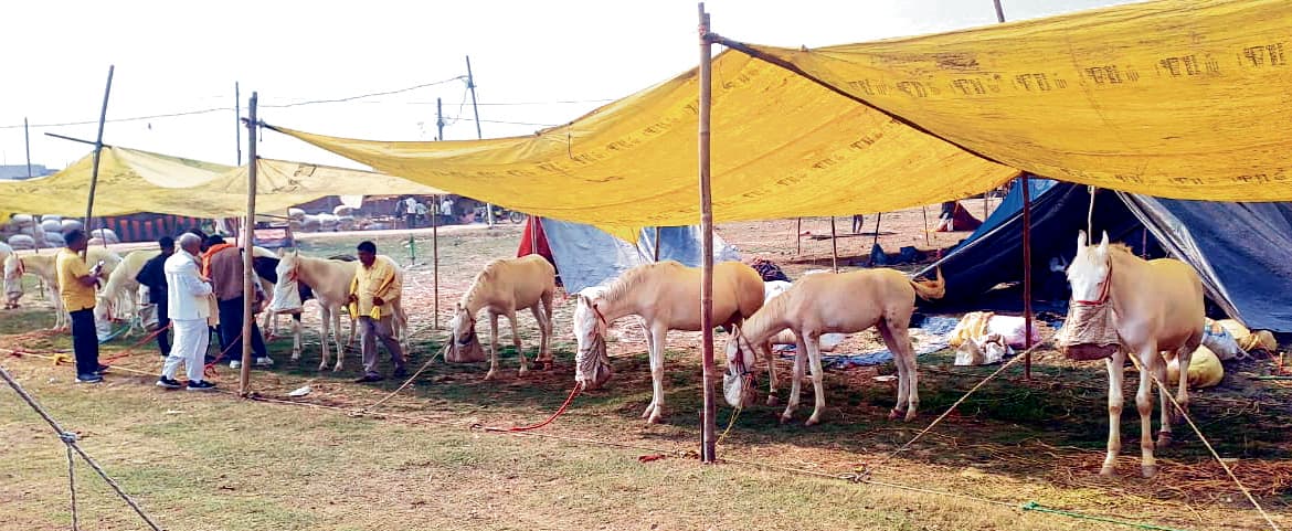 Buxar News: घोड़ों के टाप से गुलजार हुआ पशु मेला