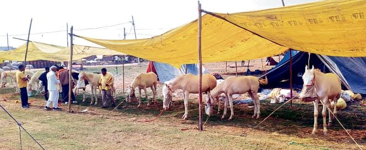 Buxar News: घोड़ों के टाप से गुलजार हुआ पशु मेला