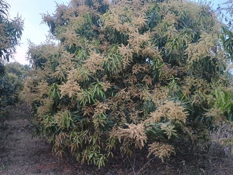 आम के पेड़ में लदे मंजर से किसानों के खिले चेहरे