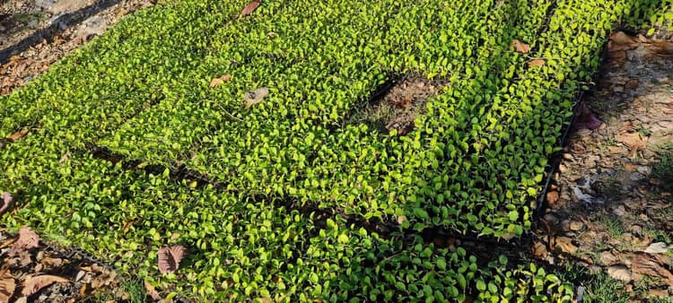 Aurangabad News : सब्जी की खेती कर खुशहाल होंगे किसान