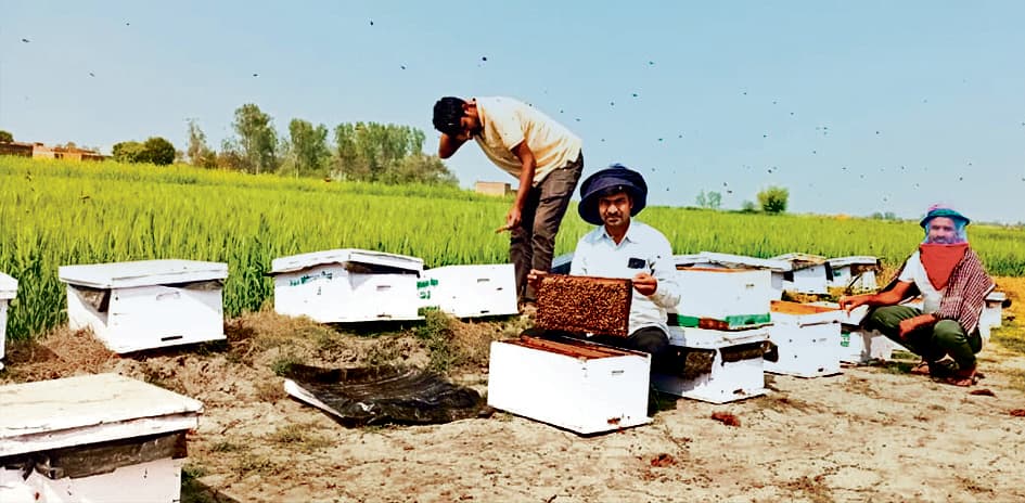Buxar News: मधुमक्खी पालन ने मनोज की बदल दी जिंदगी