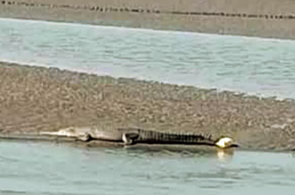 saran news : गंडक नदी में दिखा घड़ियाल, लोग भयभीत